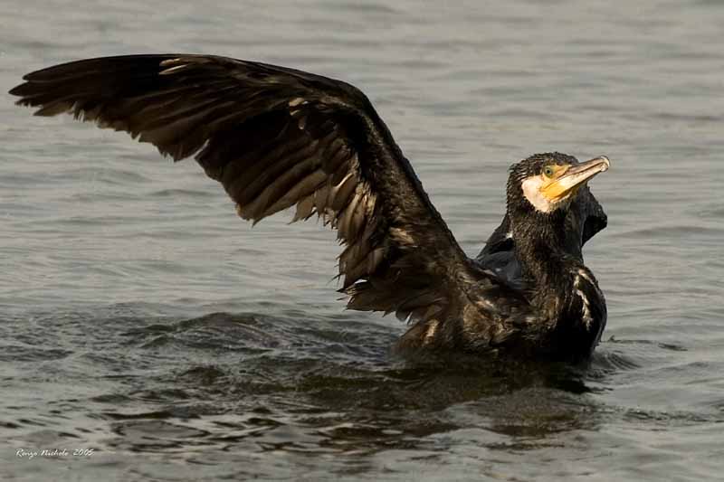 Renzo-Cormorano mutilato